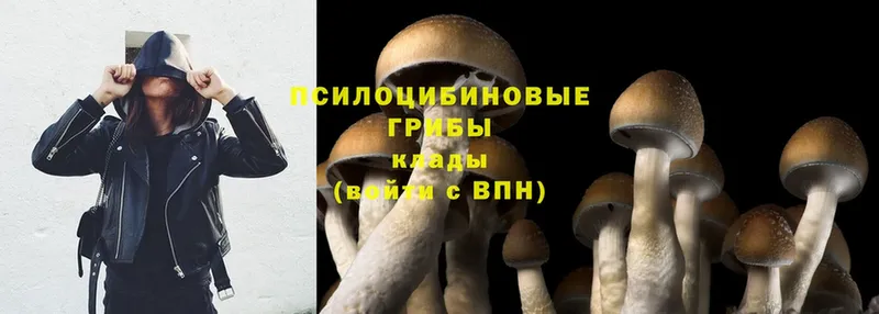 Галлюциногенные грибы Magic Shrooms  darknet телеграм  Будённовск 